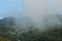 La abundancia de ep�fitas y los yarumos plateados, son caracter�sticos de los bosques nublados de las tierras altas.