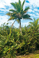 Helechales de matatigre, Acrostichum aureum, formaci�n vegetal ribere�a que constituye un h�bitat para varias especies de fauna.