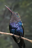 Colibr� Lepidopiga liliae, end�mico de los manglares de la Ci�naga Grande de Santa Marta.