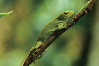 Lagarto verde, Anolis biporcatus.