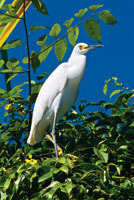 La garcita blanca, Egretta thula, permanece al acecho en la vegetaci�n que bordea los canales y las lagunas estuarinas.