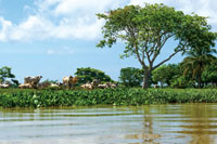 En las llanuras deltaicas y riberas de los ca�os de la desembocadura del r�o Sin� se han desarrollado la ganader�a y la agricultura.