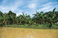 En las llanuras deltaicas y riberas de los ca�os de la desembocadura del r�o Sin� se han desarrollado la ganader�a y la agricultura.