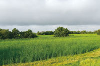 En las llanuras deltaicas y riberas de los ca�os de la desembocadura del r�o Sin� se han desarrollado la ganader�a y la agricultura.