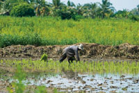 El cultivo del arroz es una de las pr�cticas agr�colas m�s extendidas en los suelos mal drenados de los planos deltaicos.