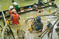 Piang�eras lavando la cosecha.