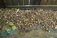 El producto de una jornada de recolecci�n.