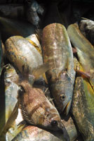 Los peces son recursos habitualmente extra�dos de las aguas estuarinas.