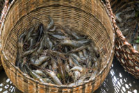 Los camarones son recursos habitualmente extra�dos de las aguas estuarinas.