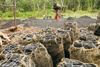La madera del mangle es com�nmente utilizada para elaborar carb�n vegetal