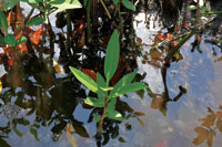 Pl�ntula de mangle rojo, Rhizophora mangle.