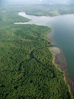 Laberinto de manglares en la desembocadura del r�o Sanquianga.