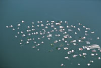 Nueva Venecia, pueblo palaf�tico en la Ci�naga Grande de Santa Marta