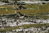 El ibis blanco, Eudocimus albus, busca su alimento en los lodazales de los manglares de la Ci�naga Grande.