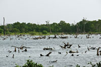 La alteraci�n del r�gimen hidrol�gico desencaden� la muerte de grandes extensiones de manglar en la Ci�naga Grande
