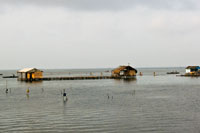 De las ostras y la pesca artesanal derivan su sustento los pobladores de Tasajera, aldea semi-palaf�tica a orillas de la Isla de Salamanca.