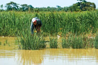 El arroz es cultivado por los habitantes de las riberas del Sin� en el delta de Tinajones.