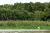 La vegetaci�n flotante, los juncales y los manglares forman una cortina verde a lo largo de los distributarios del Atrato.