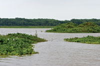 Islas de vegetaci�n flotante derivan con la corriente hacia el Golfo de Urab�.