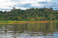 En la cuenca del San Juan crece una densa selva h�meda.
