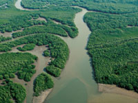 Los distributarios y canales de marea forman un complejo laberinto de h�bitats en el delta del Patianga.