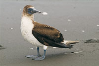 P�jaro bobo, Sula nebooxi.