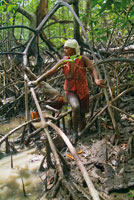 Piang�era de los manglares en el delta del Mira.