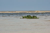 Los estuarios reciben la influencia de las actividades humanas y de su impacto en las cuencas fluviales.