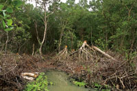 Tala de bosques inundables para obtenci�n de le�a.