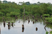 Restauraci�n de la cobertura de manglar en la Ci�naga Grande de Santa Marta.