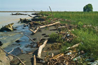 La alteraci�n del r�gimen clim�tico es la causa de que en algunas regiones los inviernos sean menos fr�os y m�s lluviosos, con lo que se incrementan los desechos que llegan a los estuarios y la frecuencia de las inundaciones en las llanuras deltaicas.