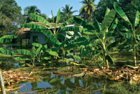 La alteraci�n del r�gimen clim�tico es la causa de que en algunas regiones los inviernos sean menos fr�os y m�s lluviosos, con lo que se incrementan los desechos que llegan a los estuarios y la frecuencia de las inundaciones en las llanuras deltaicas.