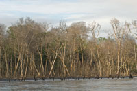 La erosi�n de la costa y el retroceso de los manglares por el aumento del nivel del mar, son evidentes en algunas zonas deltaicas, como la Bah�a de Cispat�.
