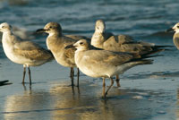 Gaviotas juveniles en una playa del Pac�fico colombiano.