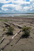 Tanto el r�o como el mar arrojan sobre la playa del delta sedimentos y restos vegetales