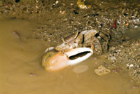 De la materia org�nica depositada en el fondo y suspendida en las aguas de los estuarios, se benefician varias especies. Algunas son enterradoras como el Cangrejo violinista.