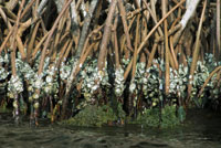 De la materia org�nica depositada en el fondo y suspendida en las aguas de los estuarios, se benefician varias especies. Algunas son s�siles o filtradoras, como las Ostras.