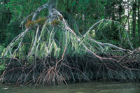 La amplia diferencia de niveles que hay entre pleamar y bajamar en el Pac�fico colombiano, se evidencia en la zonaci�n vertical de las ra�ces del mangle rojo.