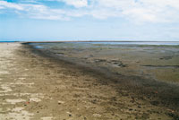 Los sedimentos acumulados en el frente deltaico sirven como sustrato para iniciar una sucesi�n ecol�gica.