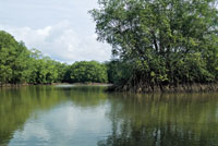 Los humedales de agua salobre son estadios transitorios que pueden dar lugar al manglar.