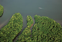 Manglares y estuario del r�o Patianga.