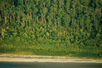 En el frente deltaico se aprecia la sucesi�n vegetal, desde las hierbas pioneras en la playa, hasta el bosque maduro en los terrenos m�s elevados.