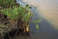 La cantidad de materia org�nica y el grado de humedad y salinidad de los suelos determinan las especies que pueden crecer en los humedales y playones de las llanuras deltaicas.