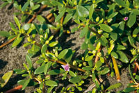 La cantidad de materia org�nica y el grado de humedad y salinidad de los suelos determinan las especies que pueden crecer en los humedales y playones de las llanuras deltaicas.