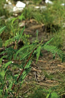 La cantidad de materia org�nica y el grado de humedad y salinidad de los suelos determinan las especies que pueden crecer en los humedales y playones de las llanuras deltaicas.