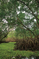 Los manglares son la formaci�n vegetal caracter�stica de las zonas deltaicas en las regiones tropicales.