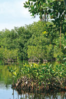 Las semillas en forma de torpedo del mangle rojo, Rhizophora mangle, germinan antes de desprenderse del �rbol; al hacerlo, los peque�os arbolitos se entierran en el sustrato al pie del �rbol madre.