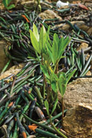 Acumulaci�n de embriones o prop�gulos de mangle rojo sobre una playa rocosa.