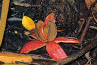 Semilla del mangle pi�uelo, Pellicera rhizophorae, germinando sobre el suelo.