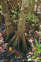 Ra�ces tabloides del mangle pi�uelo.